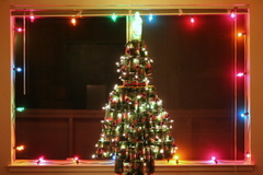 Mountrain Dew Tree